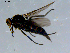  ( - 10PROBE-08427)  @13 [ ] CreativeCommons - Attribution (2011) CBG Photography Group Centre for Biodiversity Genomics