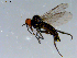  ( - 10PROBE-08432)  @13 [ ] CreativeCommons - Attribution (2011) CBG Photography Group Centre for Biodiversity Genomics