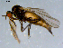  (Rhamphomyia debilis grp. sp. BJS7 - 10PROBE-08441)  @14 [ ] CreativeCommons - Attribution (2011) CBG Photography Group Centre for Biodiversity Genomics