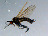  ( - 10PROBE-08479)  @13 [ ] CreativeCommons - Attribution (2011) CBG Photography Group Centre for Biodiversity Genomics