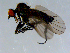  ( - 10PROBE-08482)  @12 [ ] CreativeCommons - Attribution (2011) CBG Photography Group Centre for Biodiversity Genomics