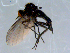  ( - 10PROBE-08487)  @13 [ ] CreativeCommons - Attribution (2011) CBG Photography Group Centre for Biodiversity Genomics
