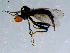  ( - 10PROBE-08503)  @13 [ ] CreativeCommons - Attribution (2011) CBG Photography Group Centre for Biodiversity Genomics