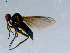  ( - 10PROBE-08515)  @13 [ ] CreativeCommons - Attribution (2011) CBG Photography Group Centre for Biodiversity Genomics
