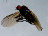  ( - 10PROBE-08528)  @12 [ ] CreativeCommons - Attribution (2011) CBG Photography Group Centre for Biodiversity Genomics