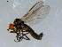  ( - 10PROBE-08554)  @13 [ ] CreativeCommons - Attribution (2011) CBG Photography Group Centre for Biodiversity Genomics