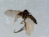  ( - 10PROBE-08570)  @12 [ ] CreativeCommons - Attribution (2011) CBG Photography Group Centre for Biodiversity Genomics