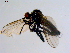  ( - 10PROBE-08616)  @12 [ ] CreativeCommons - Attribution (2011) CBG Photography Group Centre for Biodiversity Genomics