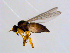  ( - 10PROBE-08659)  @12 [ ] CreativeCommons - Attribution (2011) CBG Photography Group Centre for Biodiversity Genomics