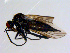  ( - 10PROBE-08661)  @12 [ ] CreativeCommons - Attribution (2011) CBG Photography Group Centre for Biodiversity Genomics