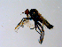  ( - 10PROBE-08681)  @13 [ ] CreativeCommons - Attribution (2011) CBG Photography Group Centre for Biodiversity Genomics