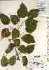  ( - TW017381)  @11 [ ] Copyright (2021) Unspecified Forestry and Forest Products Research Institute