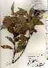  ( - TW017384)  @11 [ ] Copyright (2021) Unspecified Forestry and Forest Products Research Institute