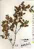  ( - TW017387)  @11 [ ] Copyright (2021) Unspecified Forestry and Forest Products Research Institute