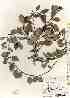  ( - TW017394)  @11 [ ] Copyright (2021) Unspecified Forestry and Forest Products Research Institute
