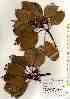  ( - TW017398)  @11 [ ] Copyright (2021) Unspecified Forestry and Forest Products Research Institute