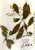  ( - TW017400)  @11 [ ] Copyright (2021) Unspecified Forestry and Forest Products Research Institute