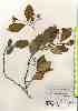  ( - TW017401)  @11 [ ] Copyright (2021) Unspecified Forestry and Forest Products Research Institute