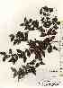  (Damnacanthus - TW017428)  @11 [ ] Copyright (2021) Unspecified Forestry and Forest Products Research Institute
