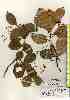  ( - TW017434)  @11 [ ] Copyright (2021) Unspecified Forestry and Forest Products Research Institute