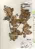  ( - TW017467)  @11 [ ] Copyright (2021) Unspecified Forestry and Forest Products Research Institute