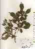  ( - TW017500)  @11 [ ] Copyright (2021) Unspecified Forestry and Forest Products Research Institute