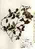  ( - TW017505)  @11 [ ] Copyright (2021) Unspecified Forestry and Forest Products Research Institute