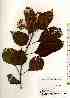  ( - TW017514)  @11 [ ] Copyright (2021) Unspecified Forestry and Forest Products Research Institute
