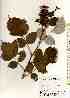  (Rubus phoenicolasius - TW017522)  @11 [ ] Copyright (2021) Unspecified Forestry and Forest Products Research Institute