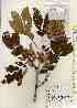 ( - TW017524)  @11 [ ] Copyright (2021) Unspecified Forestry and Forest Products Research Institute