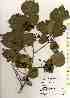  ( - TW017536)  @11 [ ] Copyright (2021) Unspecified Forestry and Forest Products Research Institute