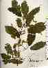  ( - TW017539)  @11 [ ] Copyright (2021) Unspecified Forestry and Forest Products Research Institute