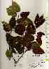  ( - TW017553)  @11 [ ] Copyright (2021) Unspecified Forestry and Forest Products Research Institute