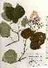  ( - TW017556)  @11 [ ] Copyright (2021) Unspecified Forestry and Forest Products Research Institute