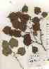  ( - TW017565)  @11 [ ] Copyright (2021) Unspecified Forestry and Forest Products Research Institute