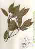  ( - TW017570)  @11 [ ] Copyright (2021) Unspecified Forestry and Forest Products Research Institute