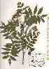  ( - TW017970)  @11 [ ] Copyright (2021) Unspecified Forestry and Forest Products Research Institute
