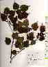  ( - TW017972)  @11 [ ] Copyright (2021) Unspecified Forestry and Forest Products Research Institute