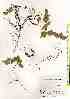  ( - TW017977)  @11 [ ] Copyright (2021) Unspecified Forestry and Forest Products Research Institute