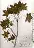  ( - TW017980)  @11 [ ] Copyright (2021) Unspecified Forestry and Forest Products Research Institute