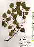  ( - TW017981)  @11 [ ] Copyright (2021) Unspecified Forestry and Forest Products Research Institute