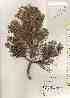  ( - TW017994)  @11 [ ] Copyright (2021) Unspecified Forestry and Forest Products Research Institute