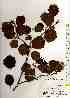  ( - TW018005)  @11 [ ] Copyright (2021) Unspecified Forestry and Forest Products Research Institute