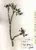  ( - TW018006)  @11 [ ] Copyright (2021) Unspecified Forestry and Forest Products Research Institute