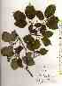  ( - TW018012)  @11 [ ] Copyright (2021) Unspecified Forestry and Forest Products Research Institute
