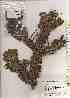  ( - TW018035)  @11 [ ] Copyright (2021) Unspecified Forestry and Forest Products Research Institute
