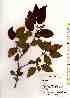  (Syringa reticulata var. reticulata - TW018037)  @11 [ ] Copyright (2021) Unspecified Forestry and Forest Products Research Institute