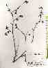 ( - TW018039)  @11 [ ] Copyright (2021) Unspecified Forestry and Forest Products Research Institute