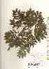  ( - TW018044)  @11 [ ] Copyright (2021) Unspecified Forestry and Forest Products Research Institute