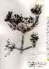  ( - TW018046)  @11 [ ] Copyright (2021) Unspecified Forestry and Forest Products Research Institute